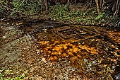 Kbal Spean, called also River of the Thousand Lingam, the riverbed and banks have been graven with linga and various sacred images of hindu divinities 